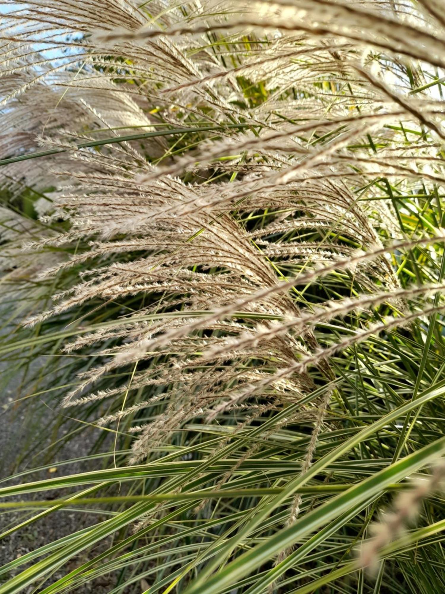 Chambre Dans Un Ecrin De Verdure Angrie Exteriör bild